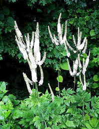 Garden of Yve Farmacy