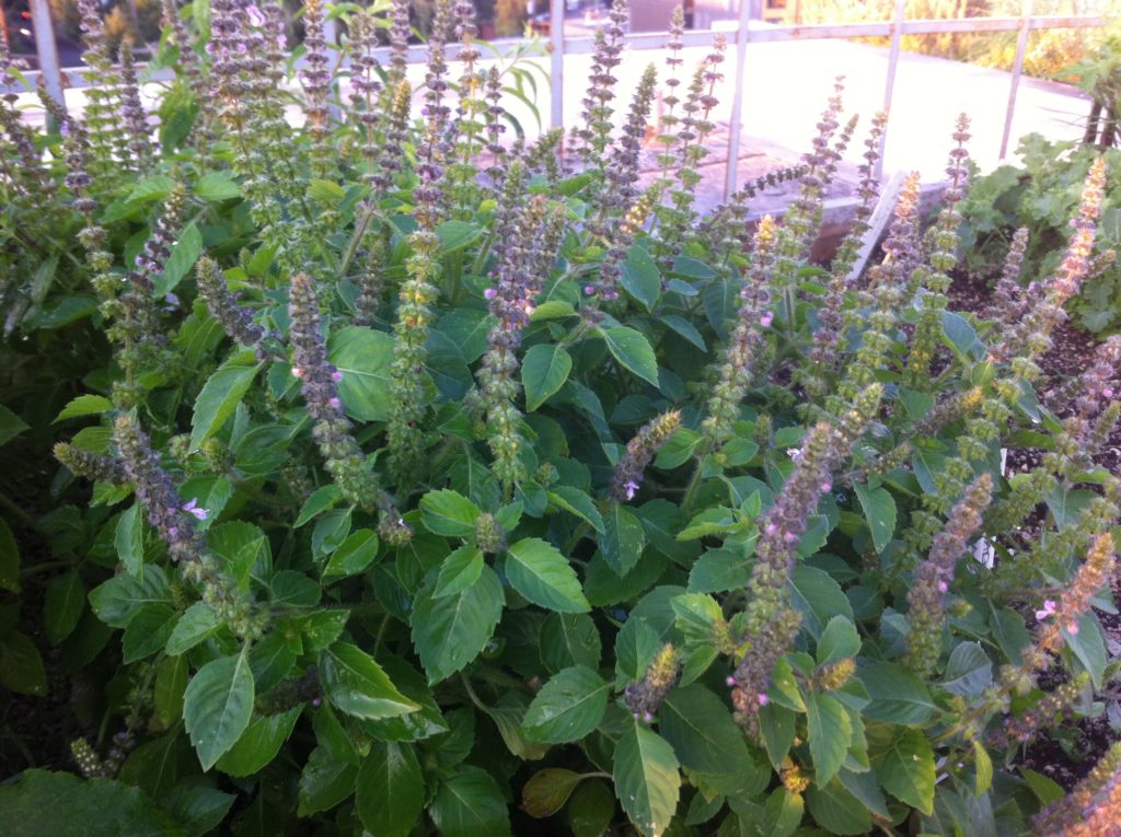 Garden of Yve Farmacy