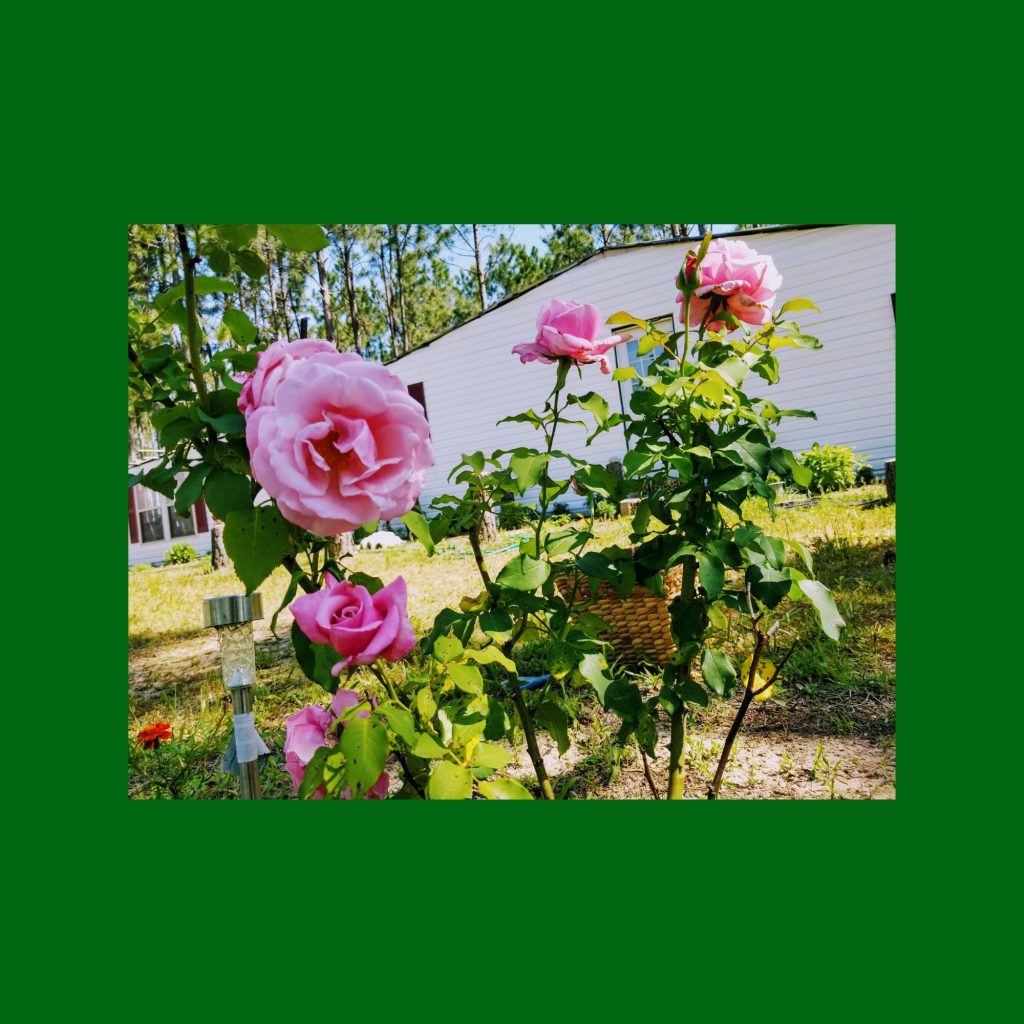 Garden of Yve Farmacy