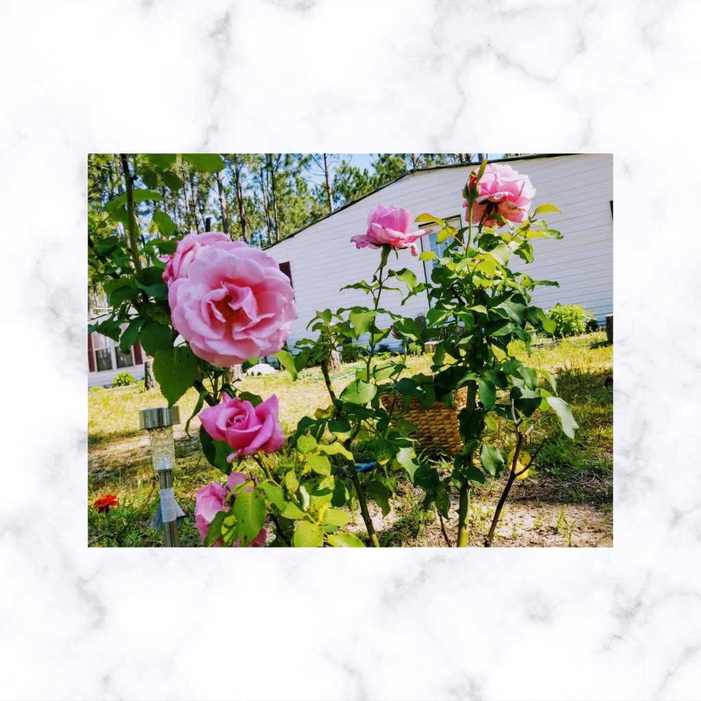 Garden of Yve Farmacy