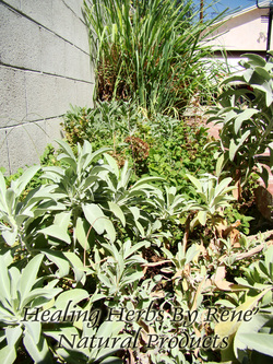 Garden of Yve Farmacy