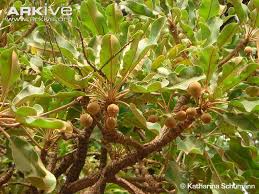 Garden of Yve Farmacy