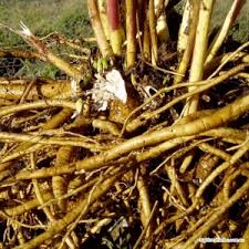 Garden of Yve Farmacy