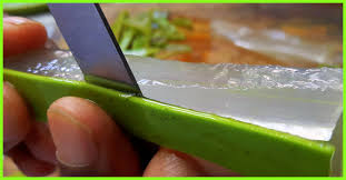 Garden of Yve Farmacy