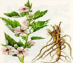 Garden of Yve Farmacy