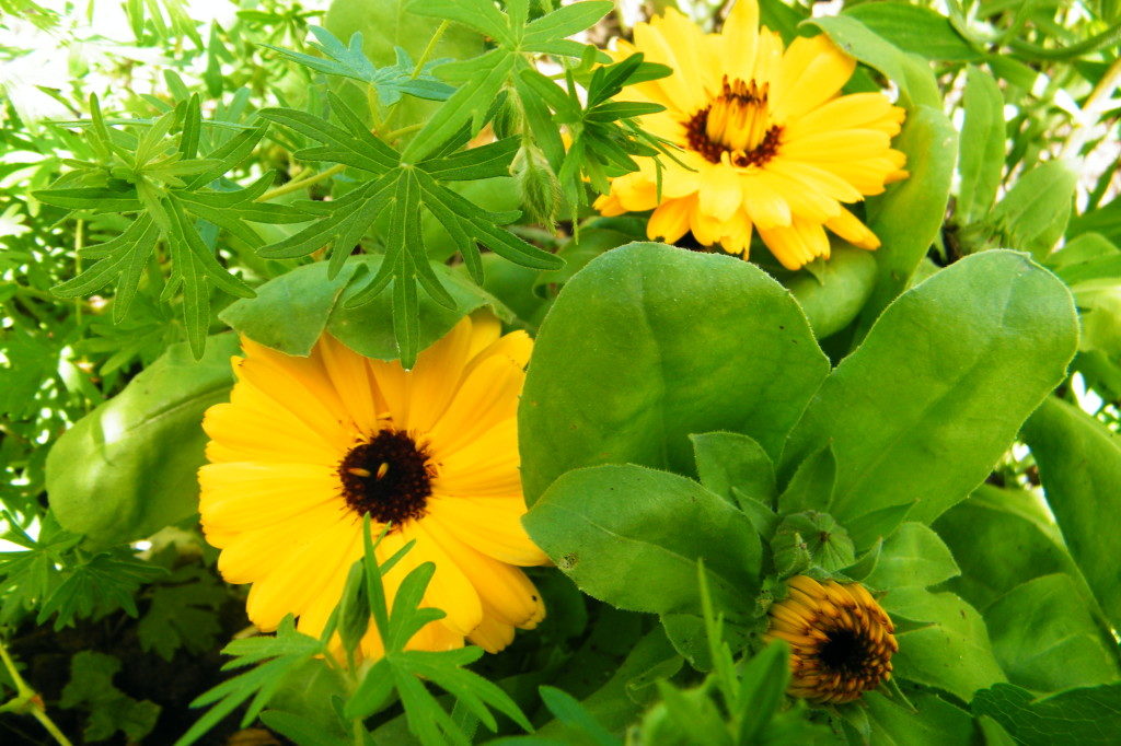 Garden of Yve Farmacy