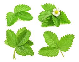 Garden of Yve Farmacy