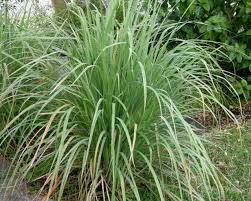 Garden of Yve Farmacy