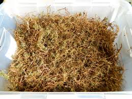 Garden of Yve Farmacy