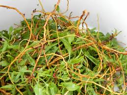 Garden of Yve Farmacy