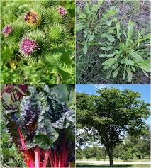 Garden of Yve Farmacy