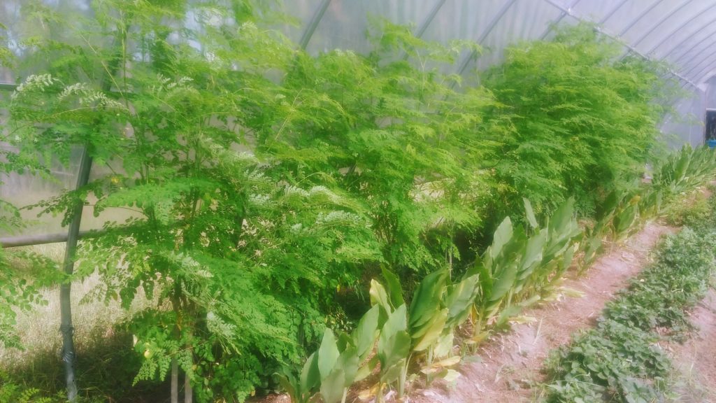 Garden of Yve Farmacy