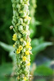 Garden of Yve Farmacy