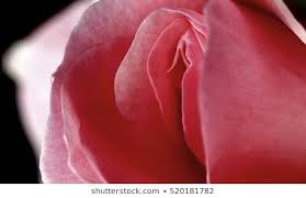 Garden of Yve Farmacy