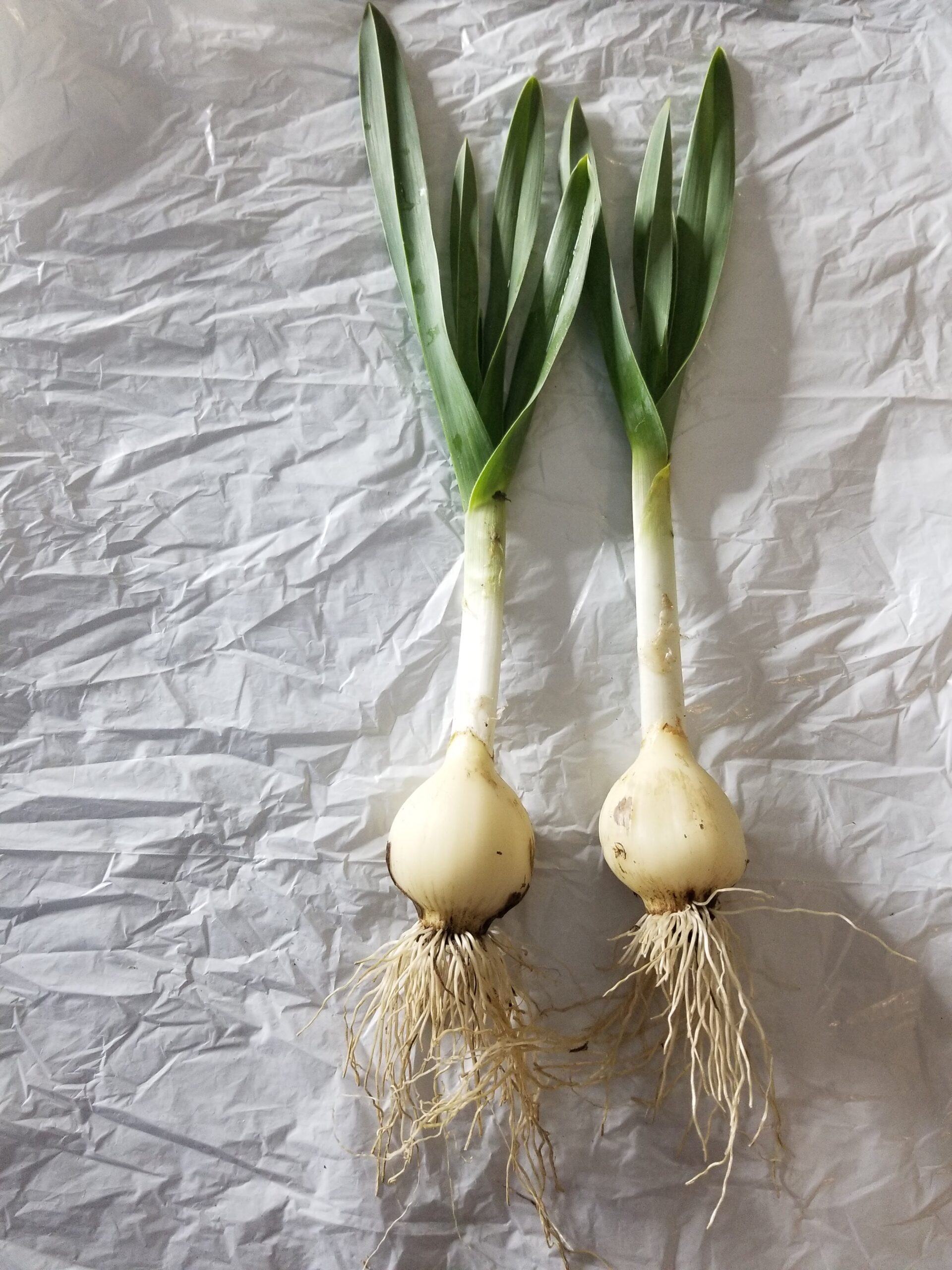 Garden of Yve Farmacy