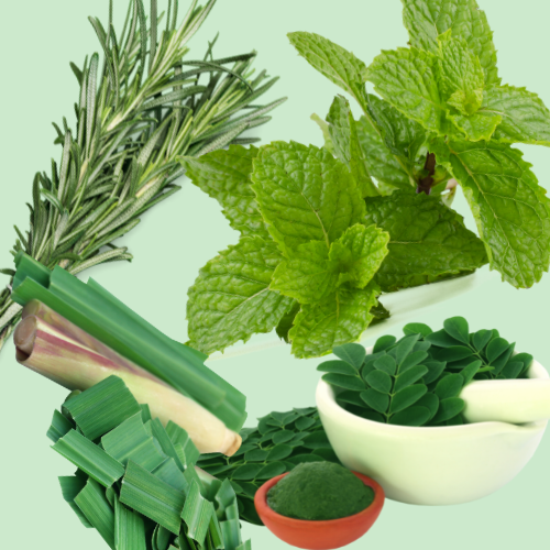 Garden of Yve Farmacy